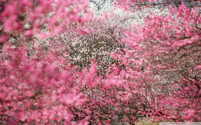 Japanese Cherry Blossom Wallpaper 1920x1080 (59+ images)