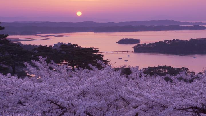 Japanese Cherry Blossom Wallpaper 1920x1080 -