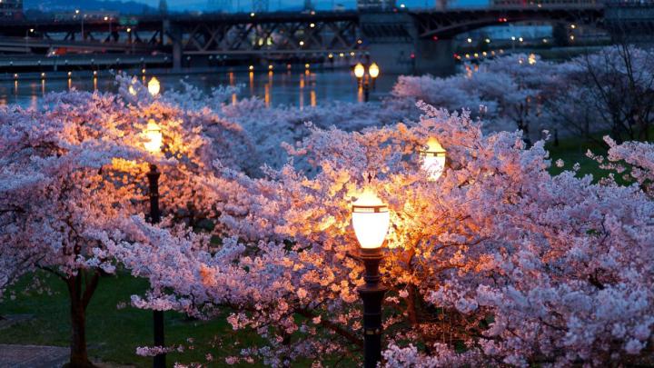 Night Cherry Blossom Wallpaper 1920X1080 - Goimages County
