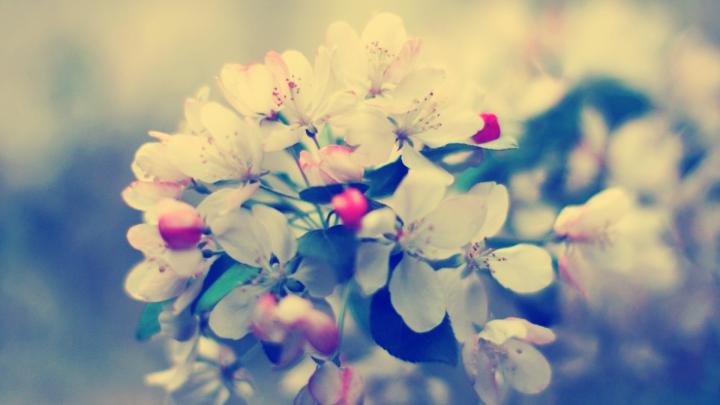 Japanese Cherry Blossom Wallpaper 1920x1080 (59+ images)