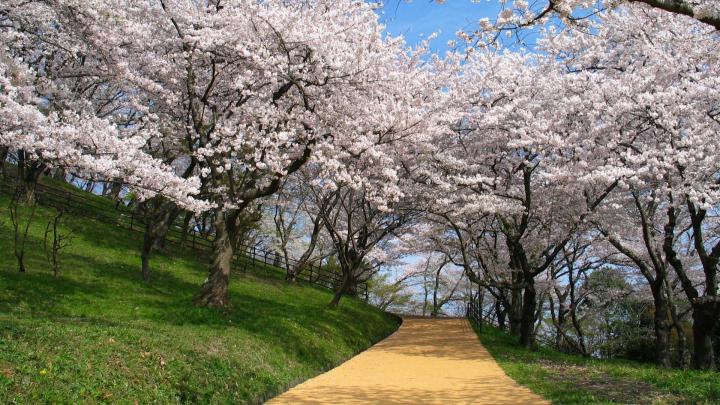 Cherry Blossom Wallpaper 1920X1080 Hd - Cherry Blossom HD Wallpaper (71 