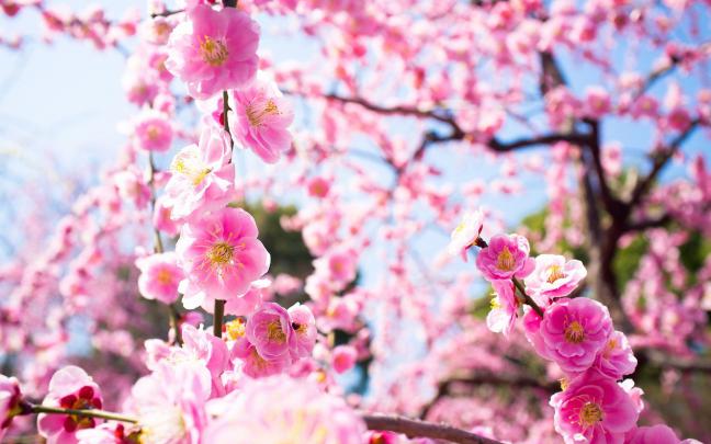 Japanese Cherry Blossom Wallpaper 1920x1080 -