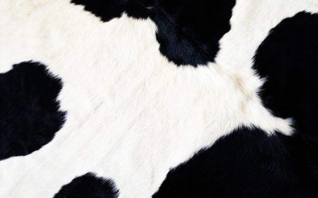 Cow Print Wallpapers (60 Wallpapers) \u2013 HD Wallpapers