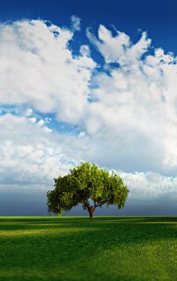 Free Large Background Desktop Vertical Wallpaper for (Portrait) Monitors