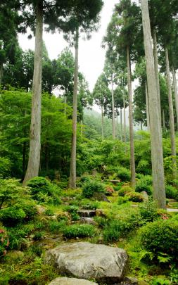 Vertical Desktop Wallpaper -