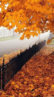 Vertical Autumn HD Wallpapers