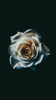 rose, Vertical, Portrait display Wallpapers HD \/ Desktop and Mobile 