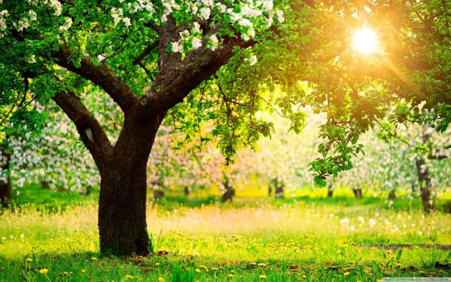 Spring Desktop Wallpaper Widescreen (56+ images)