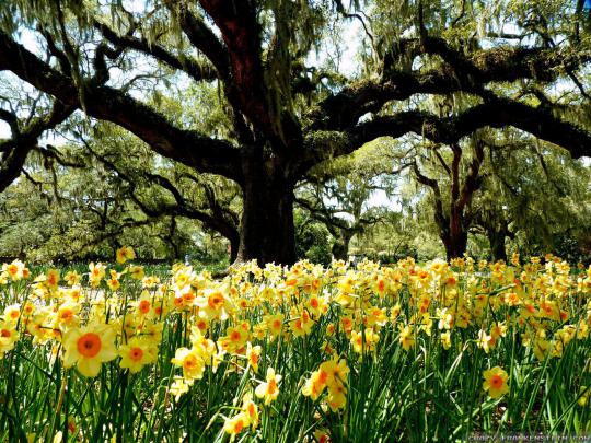 Spring Desktop Wallpapers - Top Free Spring Desktop Backgrounds 