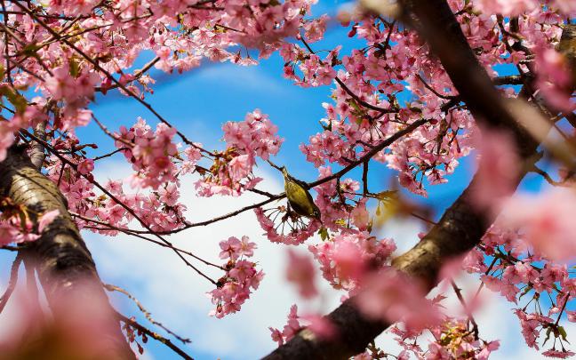 Spring Desktop Wallpapers Backgrounds (65+ images)