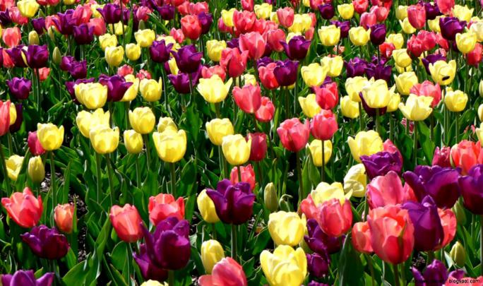 Spring Desktop Wallpaper Widescreen | Best HD Wallpapers