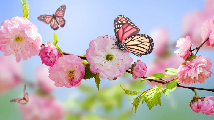 Nature Spring | Free Desktop Wallpapers for Widescreen, HD and Mobile