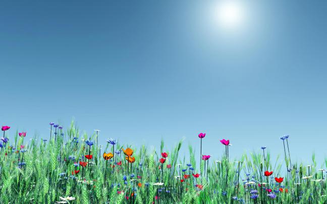 Spring desktop wallpaper widescreen - SF Wallpaper