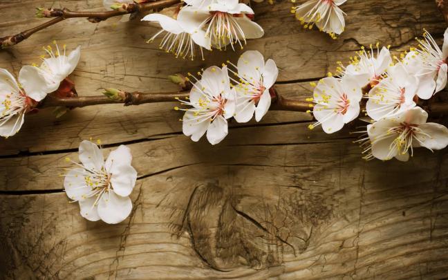 [39+] Flower Desktop Wallpaper Widescreen 