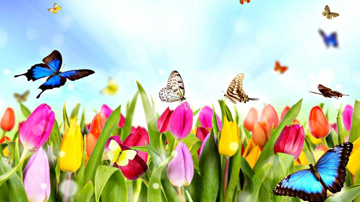 Nature Spring | Free Desktop Wallpapers for Widescreen, HD and Mobile