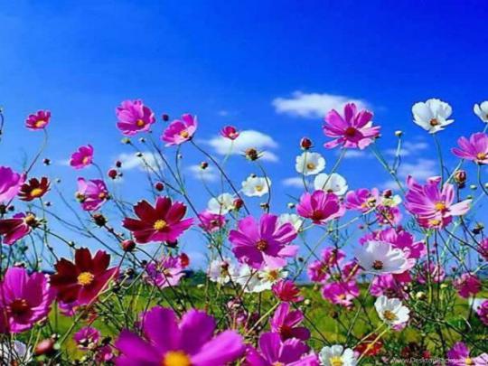 Spring desktop wallpaper free HD Widescreen Wallpapers Desktop Background
