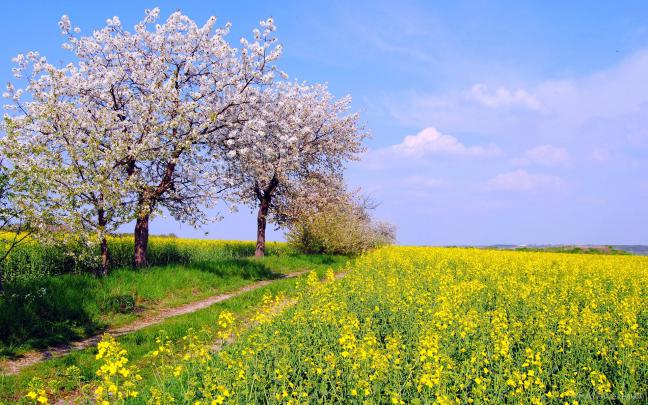 HD Spring widescreen wallpaper smartphone desktop 1920p - HD Background