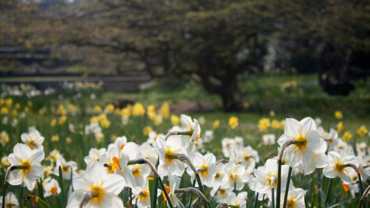 Spring Desktop Wallpaper Widescreen -