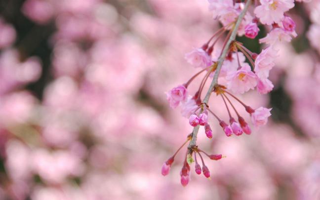 Wallpapers For Desktop Spring