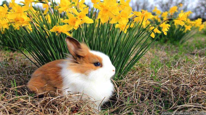 Desktop Wallpaper Spring Scenes (74+ images)
