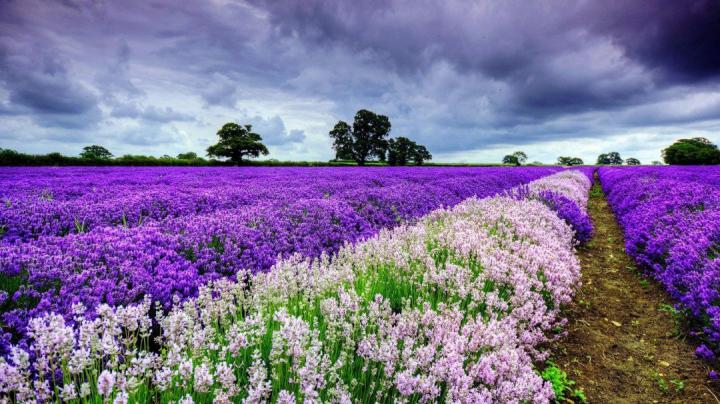[45+] Widescreen Spring Wallpaper for Desktop 
