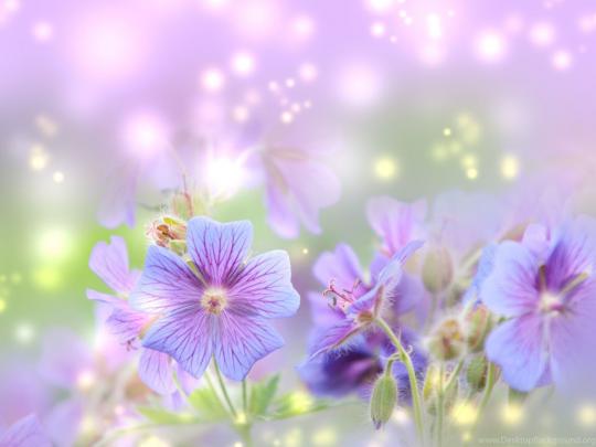 Free Spring Desktop Wallpapers HD Widescreen Wallpapers Desktop Background