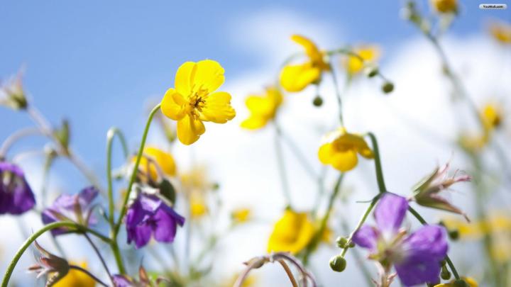 Spring Flower Desktop Background \u00b7\u2460 