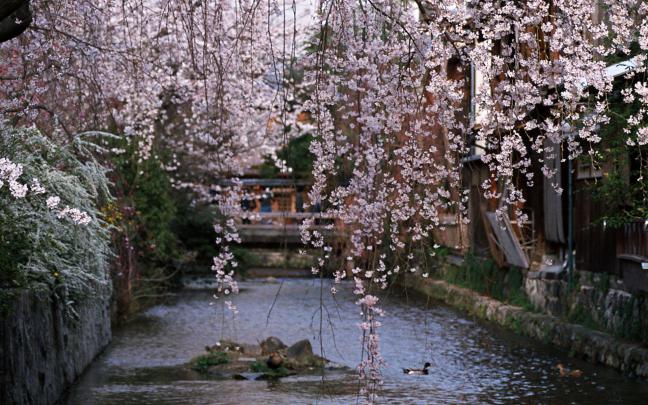 Spring HD Wallpaper Widescreen -