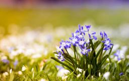 Widescreen Spring Desktop Wallpaper