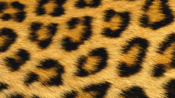 Pictures of Cheetah Print Wallpaper (55+ pictures)
