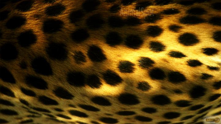 Cheetah Wallpapers \u2013 Animal Spot