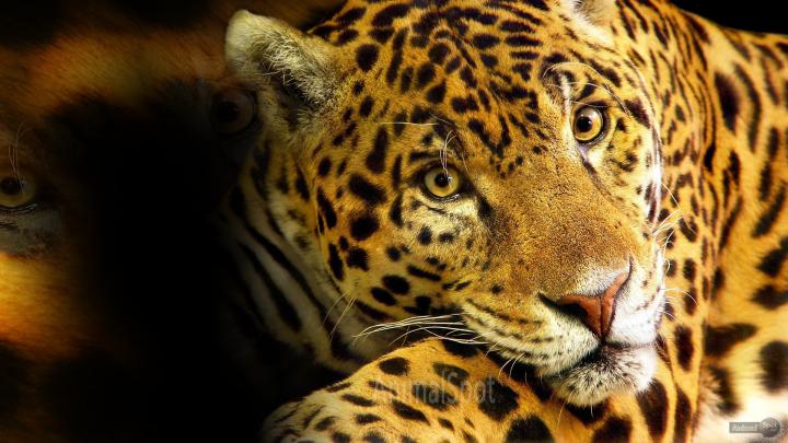 Cheetah Desktop Wallpaper -