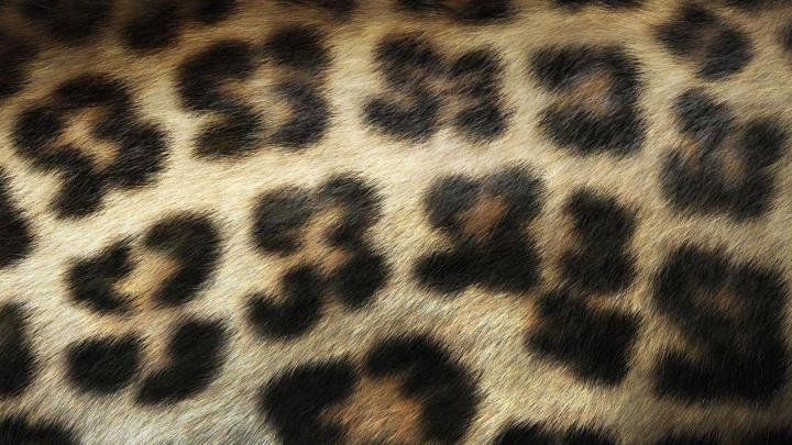 Animal Print Desktop Backgrounds