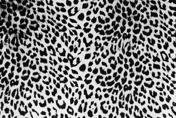 Animal Print Desktop Backgrounds \u00b7\u2460 
