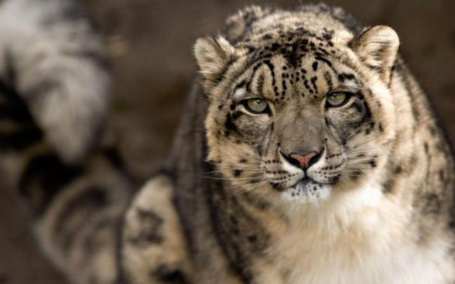 leopard print images - HD Desktop Wallpapers