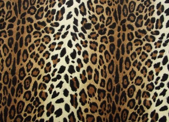 Pictures Of Cheetah Print Wallpapers