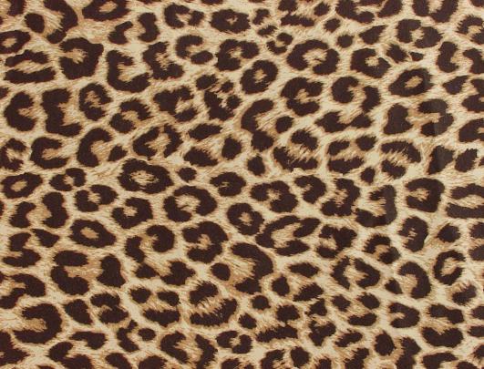 Cheetah Desktop Wallpapers