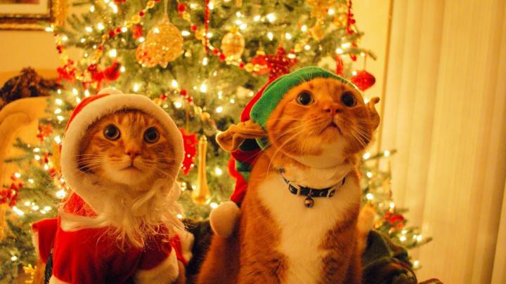 Christmas Cat Wallpaper (75+ images)