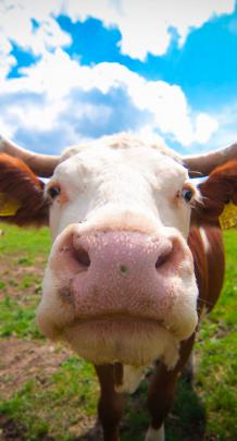 Awesome Cute Cow Print Wallpaper Blue Free