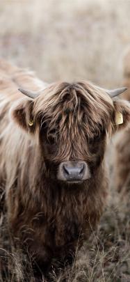 Dope Cow Print Wallpaper Iphone Aesthetic Free