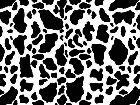 Cow print wallpaper - SF Wallpaper