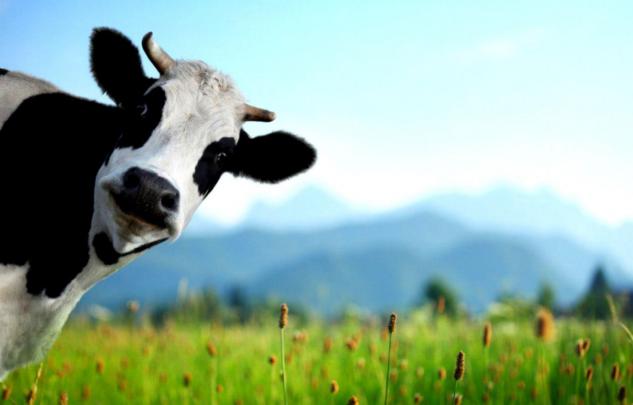 Cow Print Computer Wallpapers