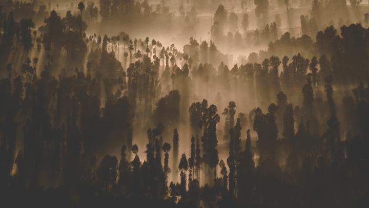 Dark Forest Trees Nature Scenery 4k trees wallpapers, nature wallpapers 