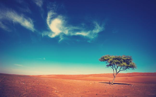 landscape, Trees, Desert Wallpapers HD \/ Desktop and Mobile Backgrounds