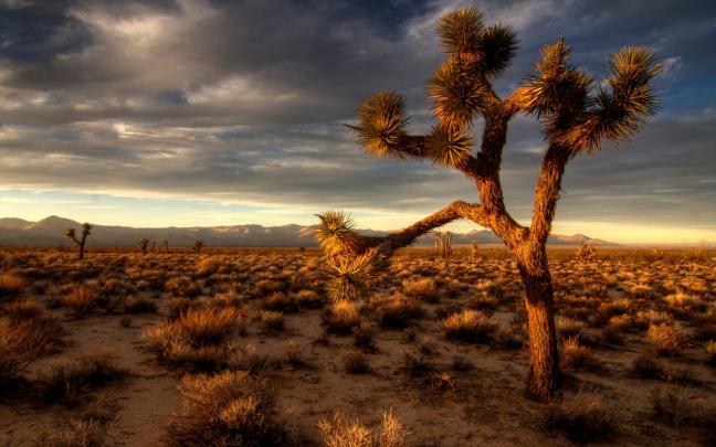 [49+] Arizona Desert Desktop Wallpaper 