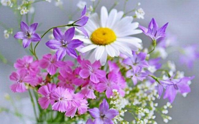 [43+] Free Desktop Flowers Wallpapers Nexus 