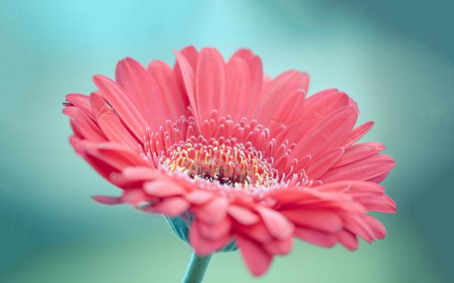 pink flower beautiful - HD Desktop Wallpapers