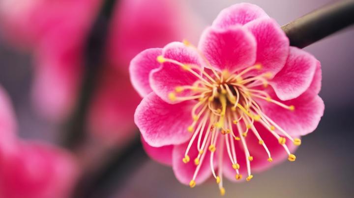 Pink Flowers Desktop Wallpapers
