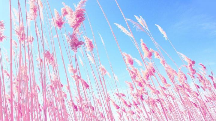 Pink Desktop Wallpapers