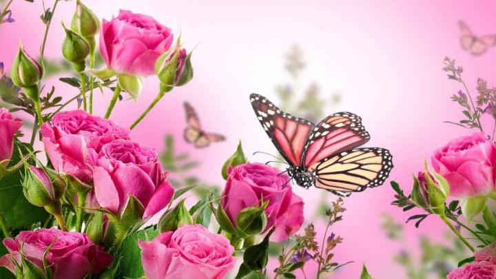 Pink Butterfly Wallpapers Desktop